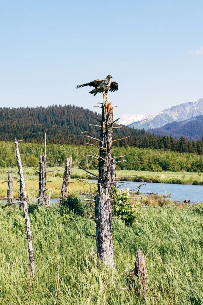 This image is by Bardy's Trail Rides.