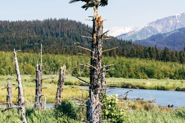 alaska.share-209-scaled